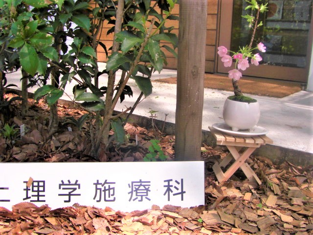 治療院前に置かれた桜の鉢植え